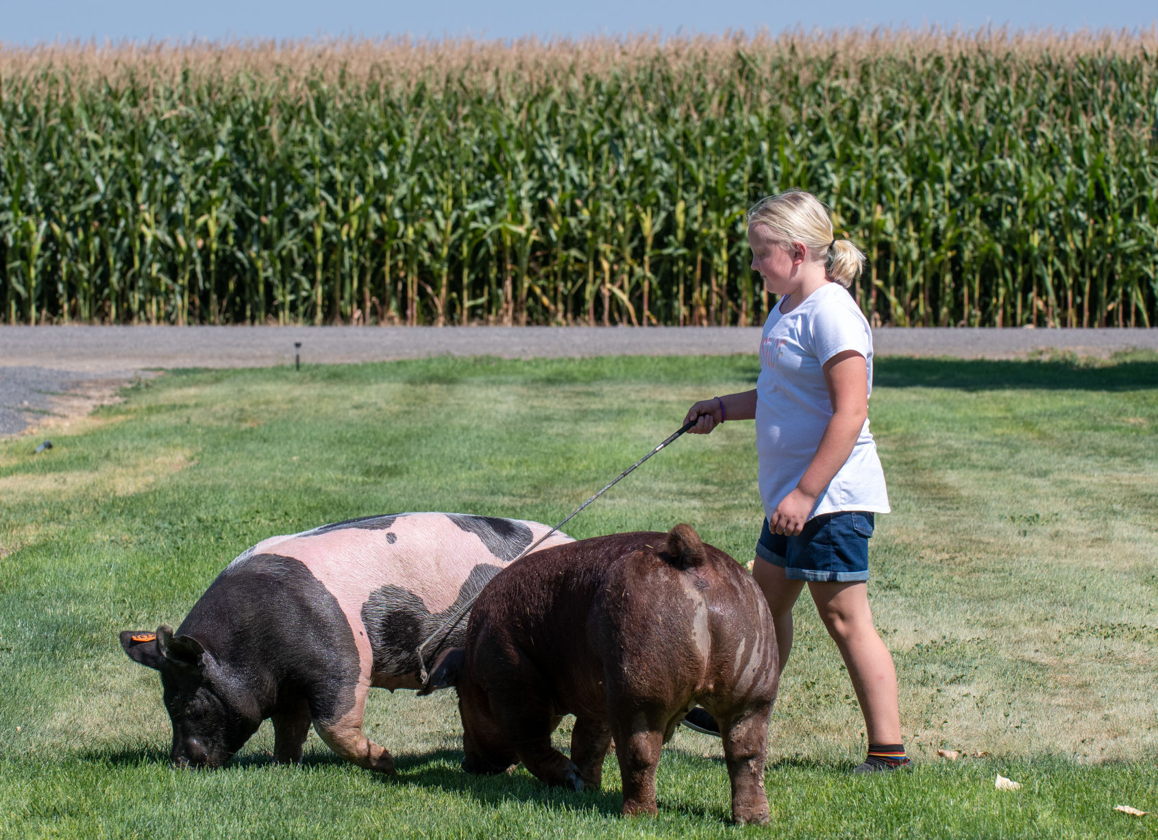 Preparing for the fair